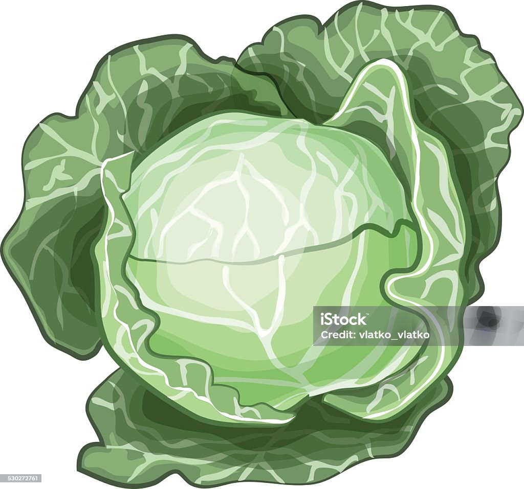 Cabbage vector illustration isolated on white. Agriculture stock vector