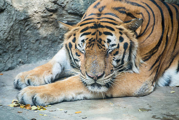 istock Close up a Bengal Tiger 530274061