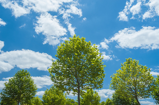 Young plane trees under bright blue sky with fluffy clouds