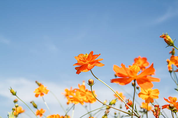 istock yellow cosmos flower in garden 530274341