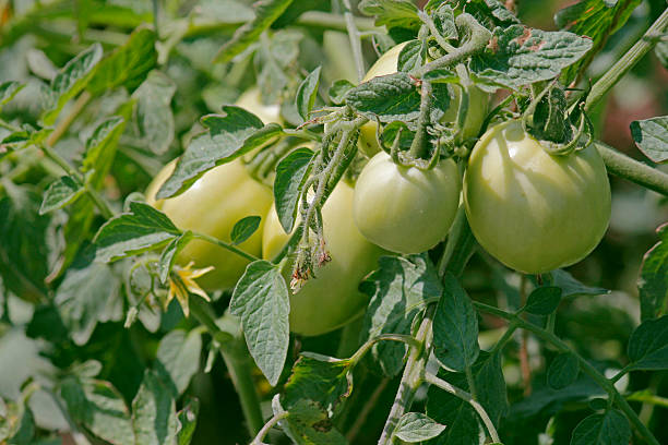 istock Lycopersicon esculentum, Solanum lycopersicum 530275085