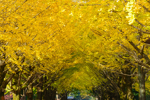 Hikarigaoka Park traces its origins to a great green space project to celebrate the 2,600th year since the founding of Japan in 1940.