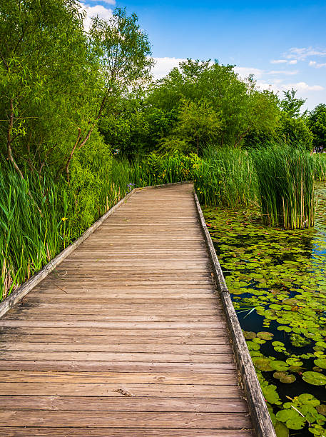istock Boardwalk trail along the pond at Patterson Park, Baltimore, Mar 530275305