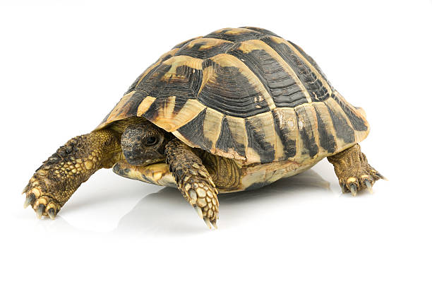 istock Tortoise on white 530275623