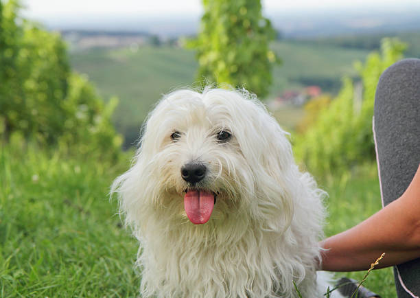 Tulear dog cuddling cotton Hand of young woman cuddling cute Coton de Tulear dog in the middle of vineyard. coton de tulear stock pictures, royalty-free photos & images