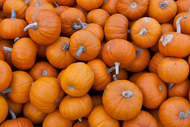 istock Bunch of small orange pumpkins 530282799