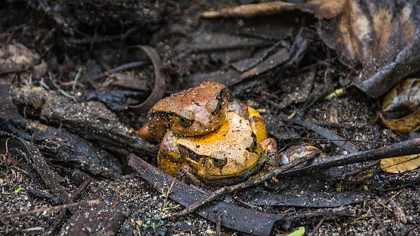 Frogs mating. Frogs mating in the dense forest. analanjirofo region stock pictures, royalty-free photos & images