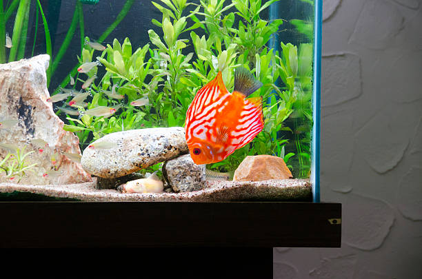 istock Orange Discus Fish in Aquarium 530284399