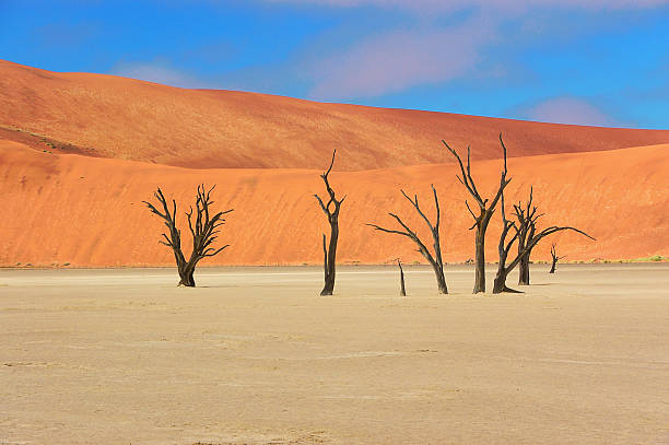 istock Trees and landscape of Dead Vlei desert, Namibia 530285469