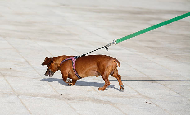 close up of a dachshund