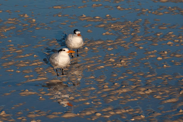Two Birds Standing on a Wet Beach stock photo