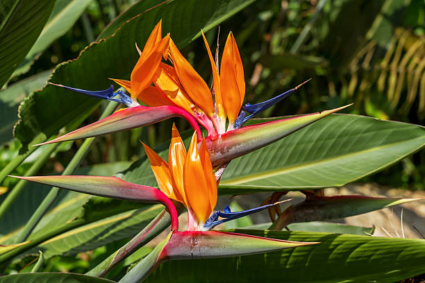 istock Bird of paradise flower 530286641