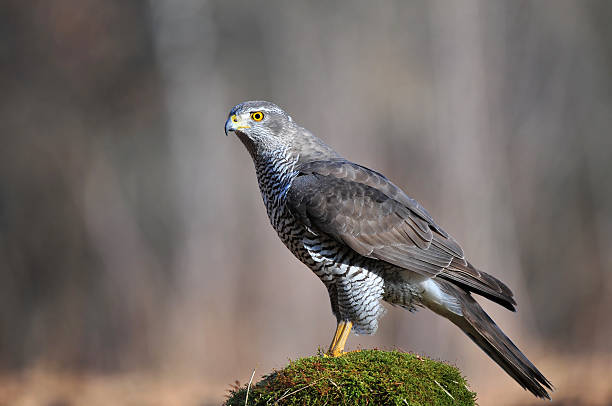 istock Wild northern goshawk 530286769