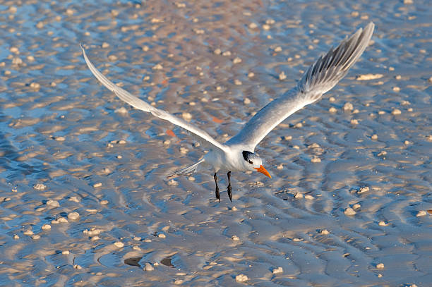 Bird Flying Low Over Beach stock photo