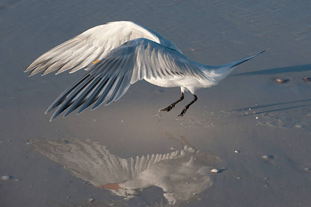 Flying Bird and Reflection stock photo