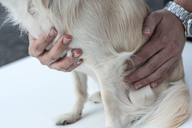 istock mans large hands holding a small white fluffy dog 530288229