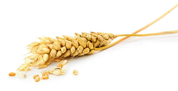 istock wheat ear isolated on the white background 530288827