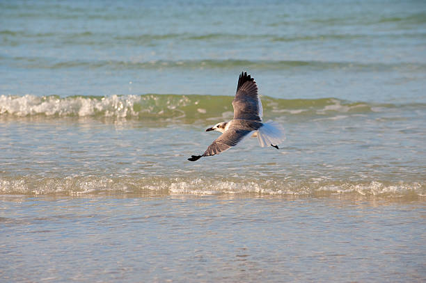 Bird flying over ocean waves stock photo