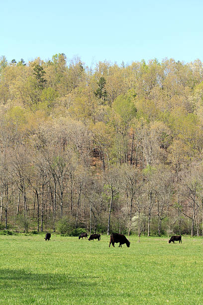 istock Herd of Cattle in a Field 530288923