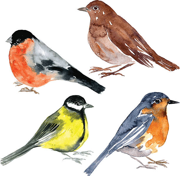 bildbanksillustrationer, clip art samt tecknat material och ikoner med set of watercolor drawing birds - domherre