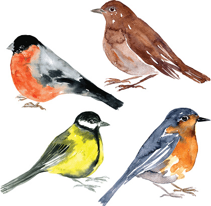 set of watercolor drawing birds,bullfinch, nightingale, tit and robin at white background, hand drawn vector illustration