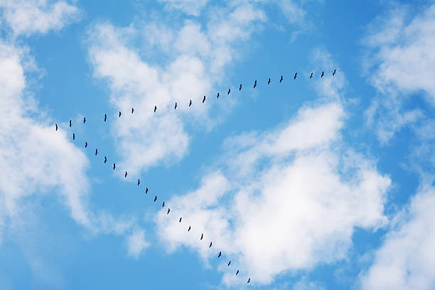 istock flock of birds flying in formation 530296911