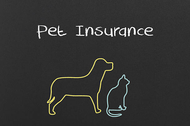 Pet Insurance stock photo