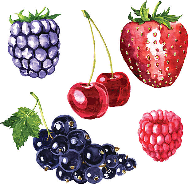 wektor zestaw wodne rysunek jagody - currant black berry fruit fruit stock illustrations