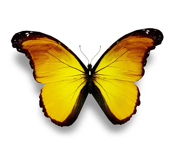 istock Yellow butterfly, isolated on white 530298901