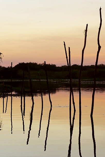 istock Biotopo Monterrico-Hawaii 530299239