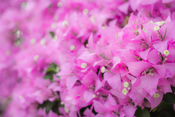 istock pink bokeh from bougainvillea tree 530299647
