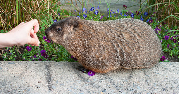 istock Hand feeding marmot with a flower 530301561