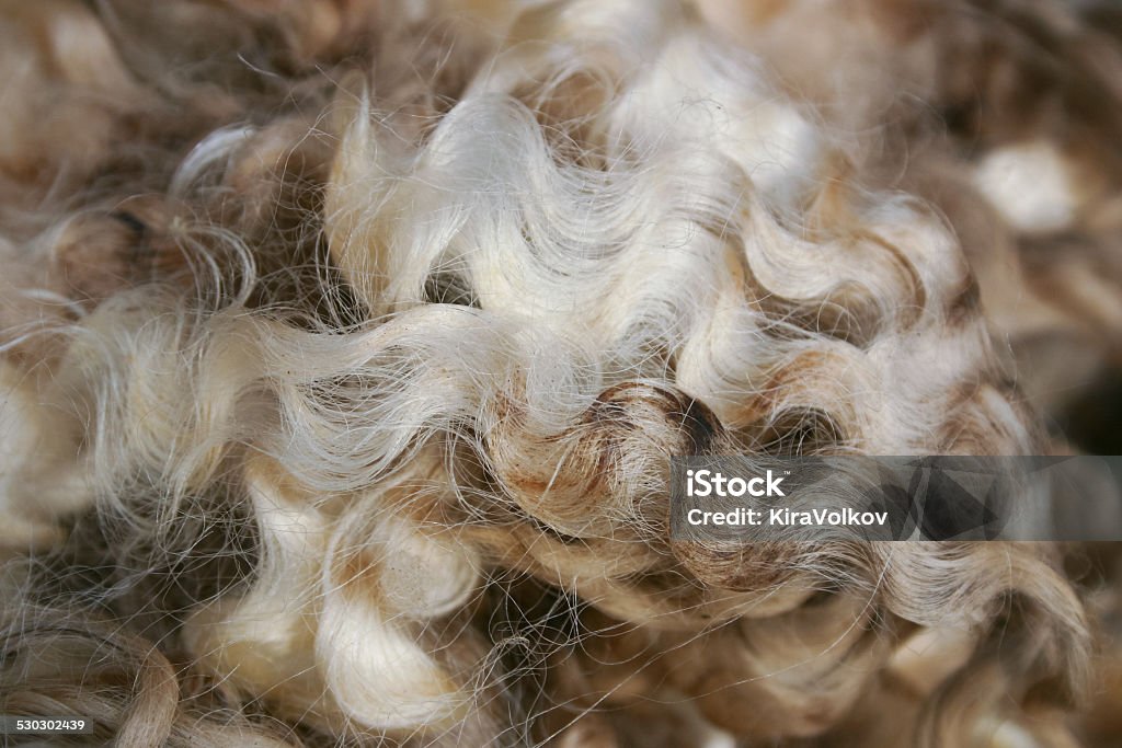 New Zealand merino wool Wool Stock Photo