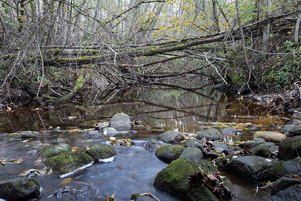 istock mountain river in summer surrounded by forest 530302569
