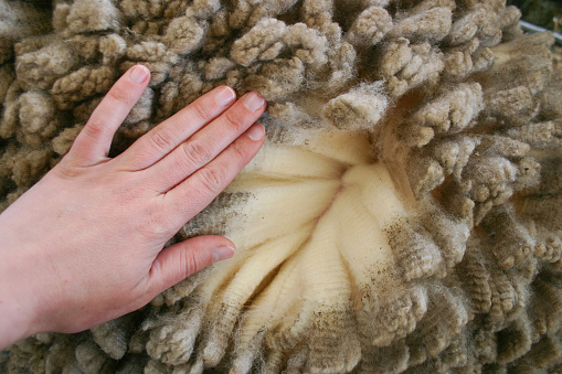 Woman's hand over merino wool
