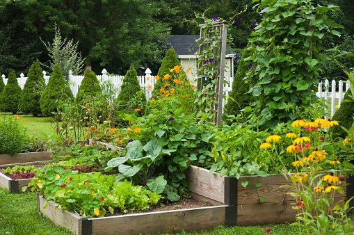 Homegrown organic vegetable garden and flowers in the suburbs.
