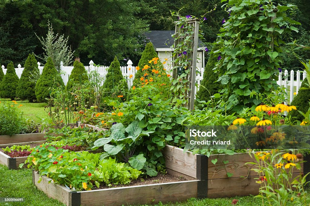 Backyard vegetable garden Homegrown organic vegetable garden and flowers in the suburbs. Vegetable Garden Stock Photo