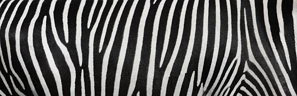 strisce di zebra - black white macro high contrast foto e immagini stock