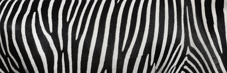 zebra detail