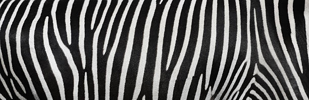 listras da zebra - black white macro high contrast - fotografias e filmes do acervo
