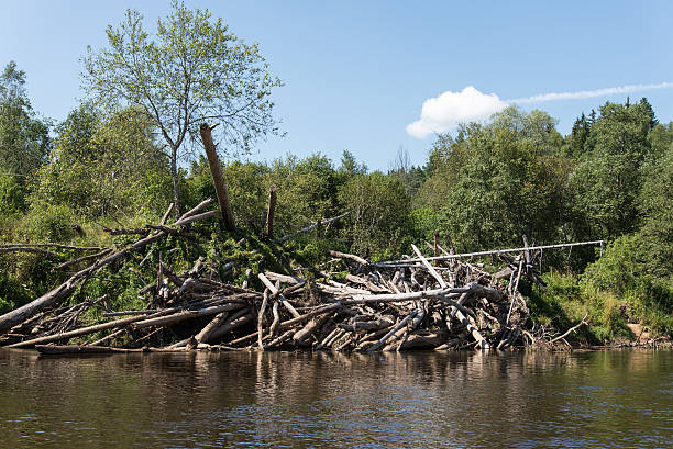 istock mountain river in summer surrounded by forest 530308673