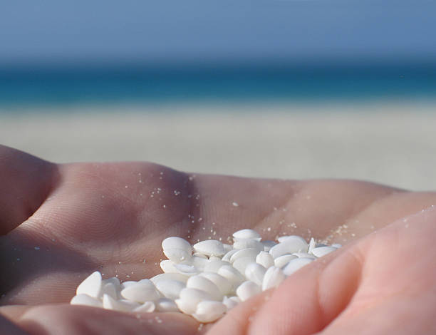 istock Shells In The Palm Of A Hand 530308681