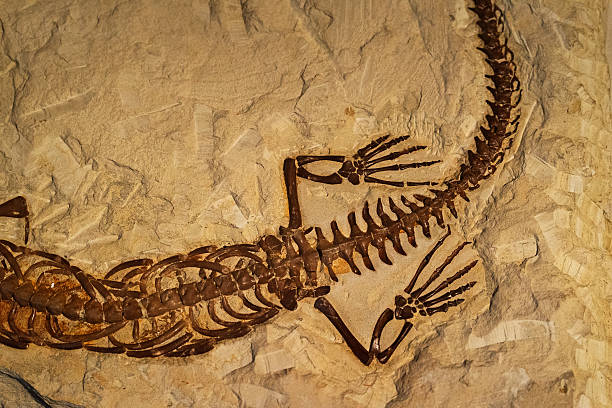 istock Fossil of ancient reptile in rock 530308987