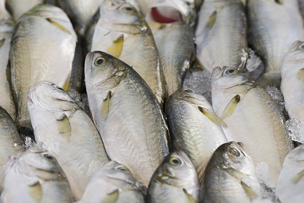 istock Fishing shop. 530309051