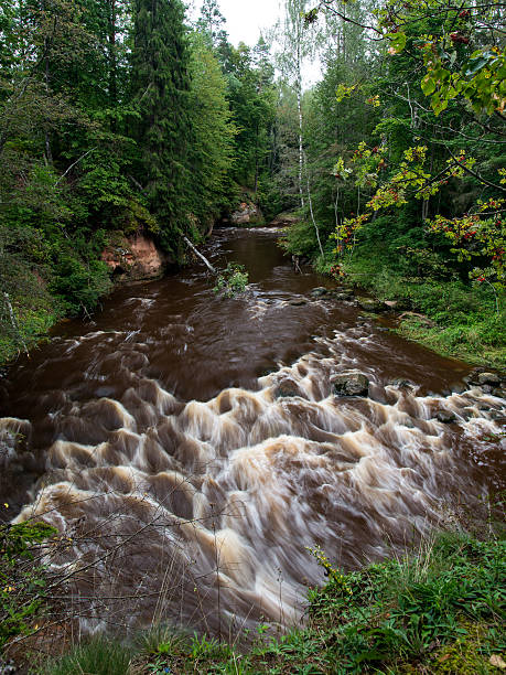 istock mountain river in summer surrounded by forest 530309271