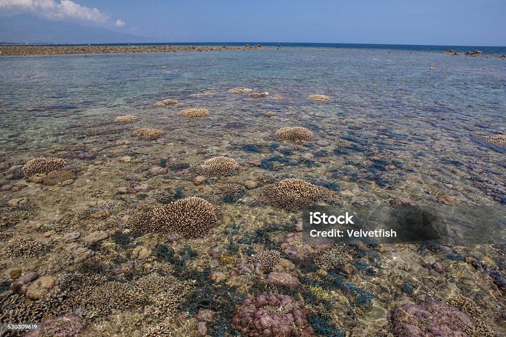 Low Tide on Reef Low tide exposes corals growing on a shallow reef off the coast of Flores, Indonesia. Most corals cannot handle being exposed to air for too long before they become desiccated. Adventure Stock Photo