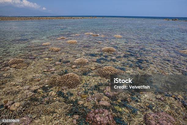 Low Tide On Reef Stock Photo - Download Image Now - Adventure, Animal Wildlife, Biology