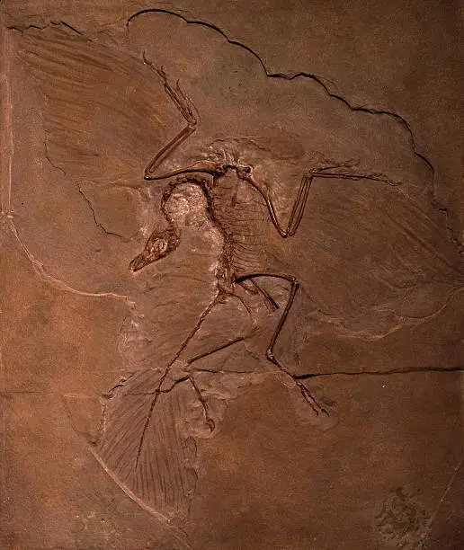 Photo of Dinosaur fossils of Archaeopteryx in rock