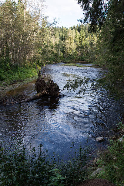istock mountain river in summer surrounded by forest 530309857
