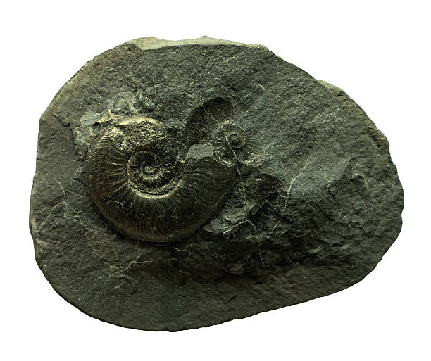 istock The Ammonites fossil  on whte background 530310027
